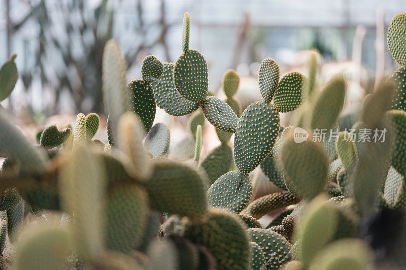 兔耳仙人掌或Opuntia microdasys在泰国清迈植物园种植园